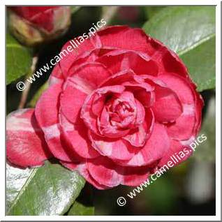 Camellia Japonica 'Onore del Monte'