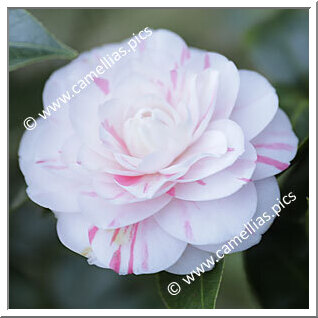 Camellia Japonica 'Onore di Bibbiani'