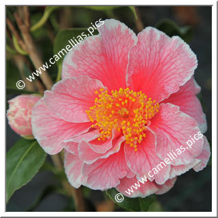 Camellia Japonica 'Oo-La-La'