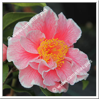 Camellia Japonica 'Oo-La-La'