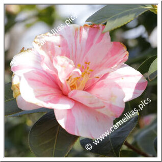Camellia Japonica 'Ophelia'