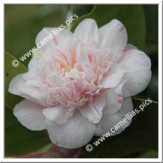 Camellia Japonica 'Optima'