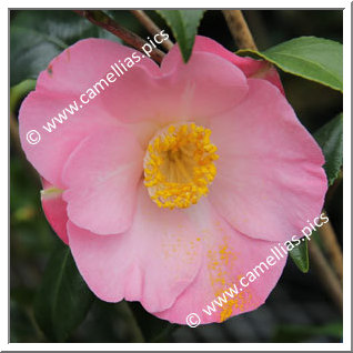 Camellia Japonica 'Ôran'
