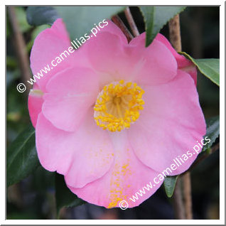 Camellia Japonica 'Ôran'