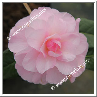 Camellia Hybrid C.x williamsii 'Orchid Beauty'