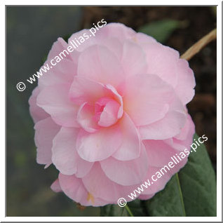 Camellia Hybride C.x williamsii 'Orchid Beauty'