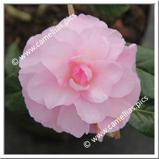 Camellia Hybrid C.x williamsii 'Orchid Beauty'