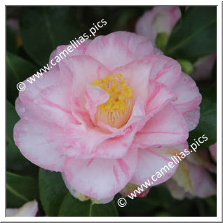 Camellia Japonica 'Orchid Pink '
