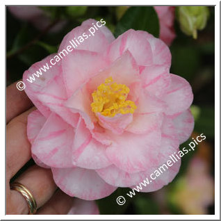 Camellia Japonica 'Orchid Pink '