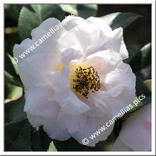 Camellia Hybrid C.x williamsii 'Orchid Princess'