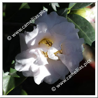 Camellia Hybrid C.x williamsii 'Orchid Princess'