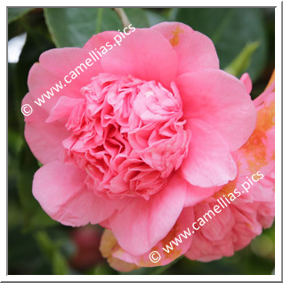 Camellia Japonica 'Orestina Tonolli'