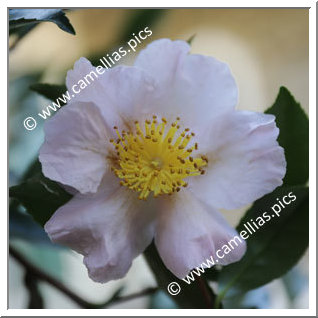 Camellia Sasanqua 'Orsola Poggi'
