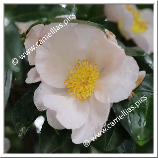 Camellia Sasanqua 'Orsola Poggi'