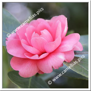 Camellia Japonica 'Ortensia Franchetti'