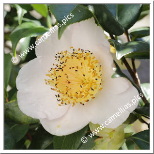 Camellia Higo Camellias 'Osaraku '