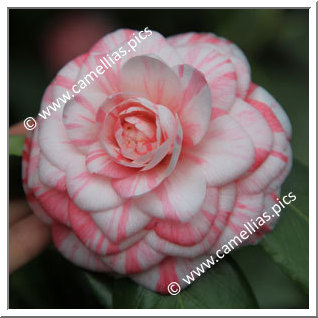 Camellia Japonica 'Oscar Borrini'