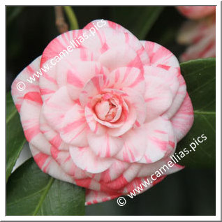Camellia Japonica 'Oscar Borrini'