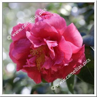 Camellia Japonica 'Oscar B. Elmer'