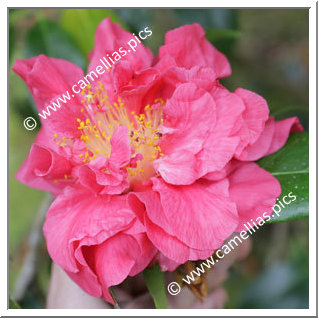Camellia Japonica 'Oscar B. Elmer'