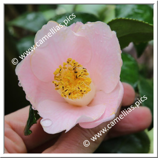 Camellia Japonica 'Oshima Pink'