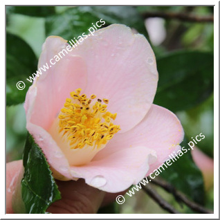 Camellia Japonica 'Oshima Pink'