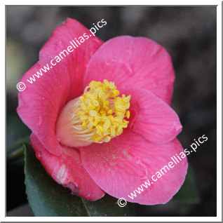 Camellia Japonica 'Oshima Red'