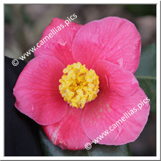 Camellia Japonica 'Oshima Red'