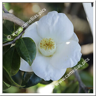 Camellia Japonica 'Oshima White'