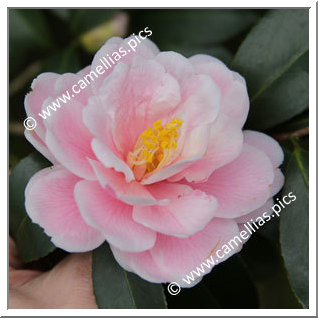 Camellia Japonica 'Ôshôkun'