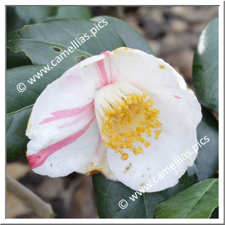 Camellia Japonica 'Osterfreude'