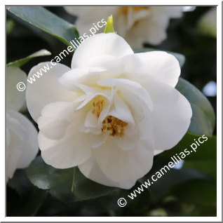 Camellia Japonica 'Osterschnee'