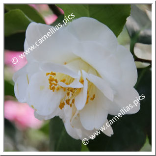 Camellia Japonica 'Osterschnee'