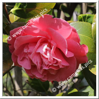 Camellia Japonica 'Otahuhu Beauty'