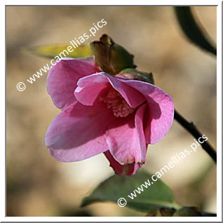 Camellia Wabisuke 'Otohime'