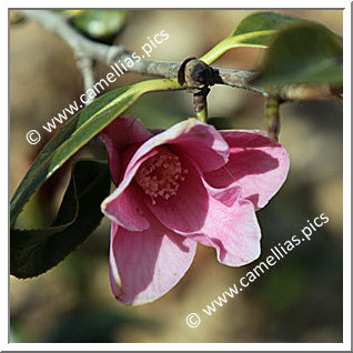 Camellia Wabisuke 'Otohime'