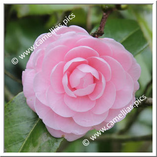 Camellia Japonica 'Otome'
