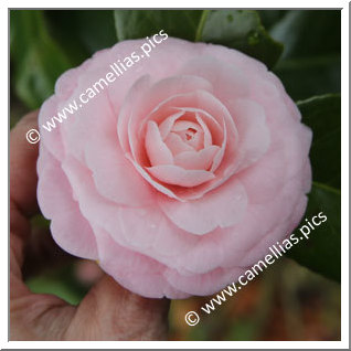 Camellia Japonica 'Otome'