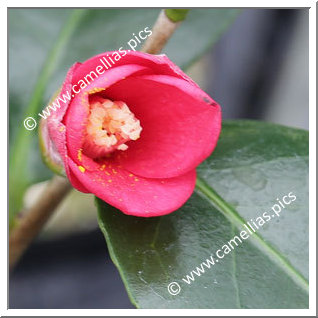Camellia Japonica 'Otome-no-inori'