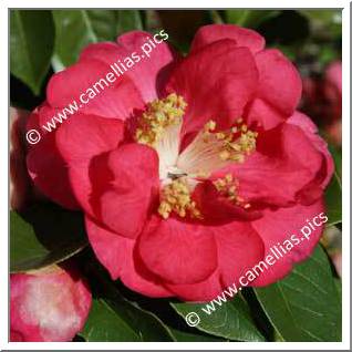 Camellia Hybrid 'Otto Hopfer'