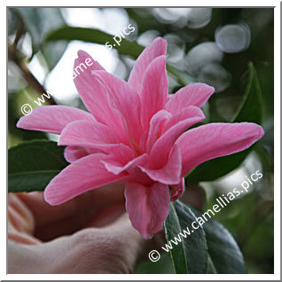 Camellia Hybrid C.x williamsii 'Our Betty'