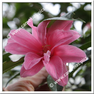 Camellia Hybrid C.x williamsii 'Our Betty'