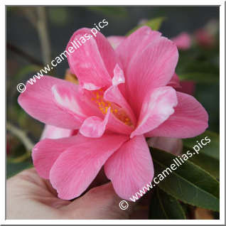 Camellia Hybrid C.x williamsii 'Our Betty Variegated'