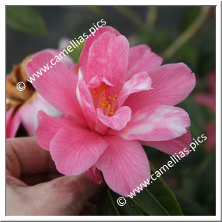 Camellia Hybride C.x williamsii 'Our Betty Variegated'