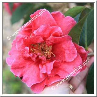 Camellia Reticulata 'Overture'