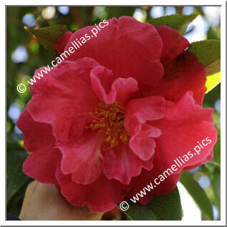 Camellia Reticulata 'Overture'