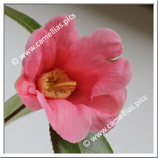 Camellia Wabisuke 'Owari-wabisuke'
