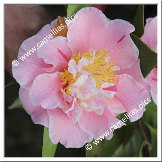 Camellia Japonica 'Owen Henry'