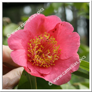 Camellia Camellia Japonica de Higo 'Higo-ôzeki'