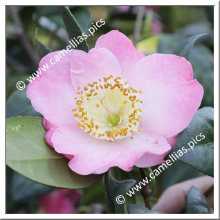 Camellia Camellia Japonica de Higo 'Ô-zora'
